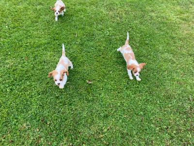 Beautiful Cavalier King Charles puppies in Offaly