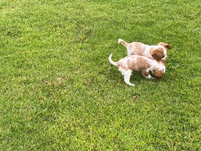 Beautiful Cavalier King Charles puppies in Offaly