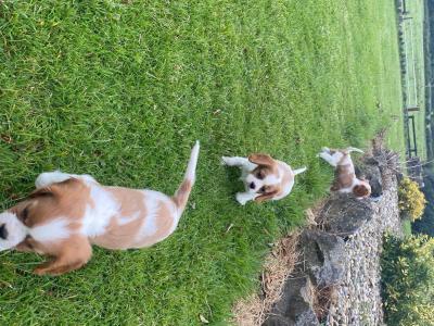Beautiful Cavalier King Charles puppies in Offaly