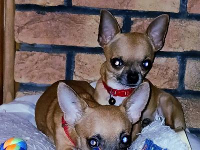 Purebred Micro male Chihuahua puppy in Roscommon