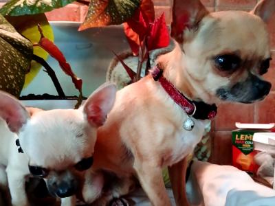 Purebred Micro male Chihuahua puppy in Roscommon