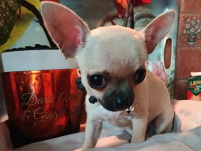 Purebred Micro male Chihuahua puppy in Roscommon