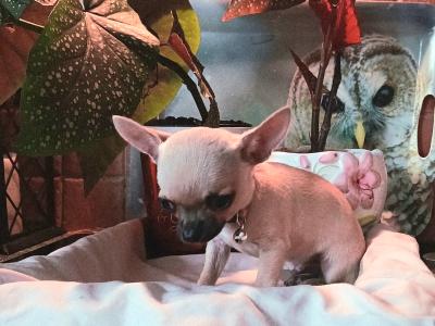 Pure Micra Chihuahua male