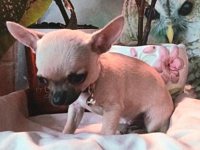 Purebred Micro male Chihuahua puppy in Roscommon