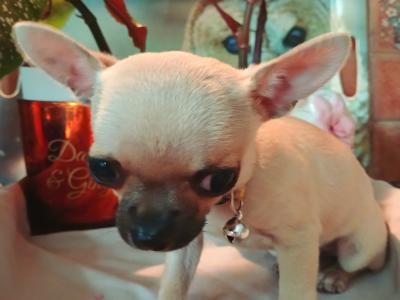 Purebred Micro male Chihuahua puppy in Roscommon