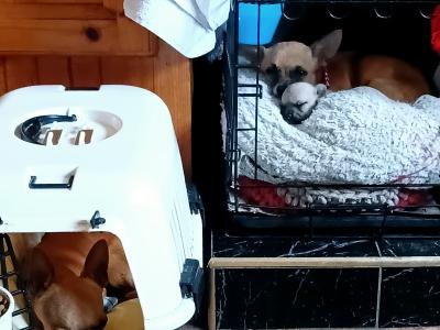 Purebred Micro male Chihuahua puppy in Roscommon