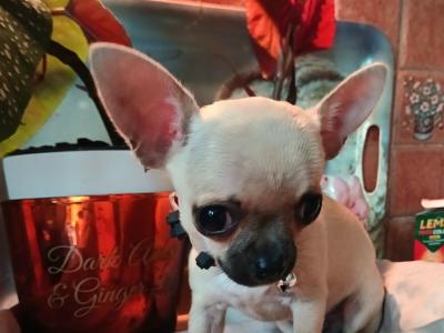 Purebred Micro male Chihuahua puppy in Roscommon