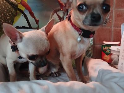 Purebred Micro male Chihuahua puppy in Roscommon