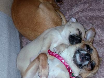 Purebred Micro male Chihuahua puppy in Roscommon