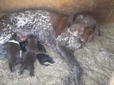 CollPoint (German Shorthair Pointer x Border Collie) pups Athlone, W'meath