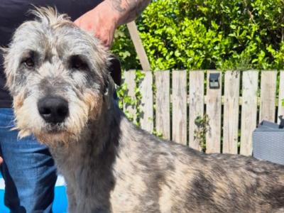 IKC Registered Irish Wolfhound puppies in Down