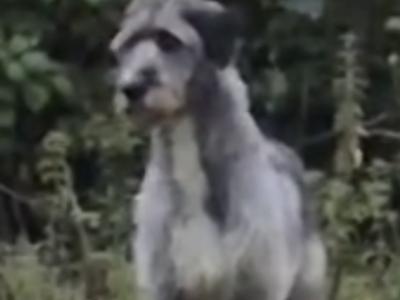 IKC Registered Irish Wolfhound puppies in Down
