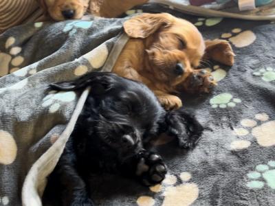 Fabulous Cocker Spaniel puppies 🥰 in Tipperary