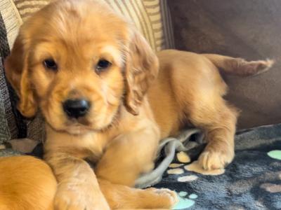 Fabulous Cocker Spaniel puppies 🥰 in Tipperary