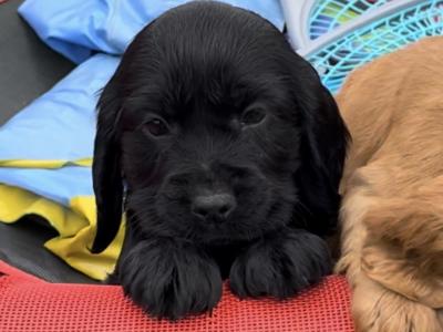Fabulous Cocker Spaniel puppies 🥰 in Tipperary