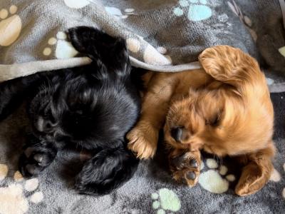 Fabulous Cocker Spaniel puppies 🥰 in Tipperary