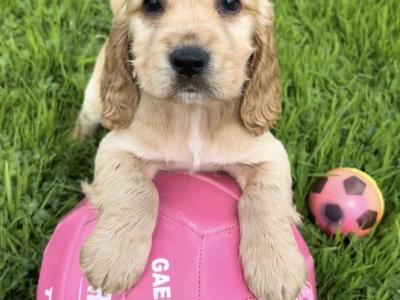 Fabulous Cocker Spaniel puppies 🥰 in Tipperary