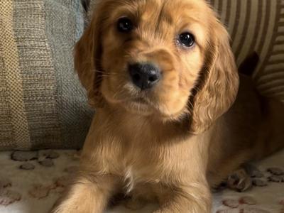 Fabulous Cocker Spaniel puppies 🥰 in Tipperary