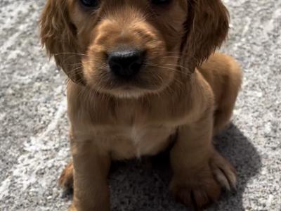 Fabulous Cocker Spaniel puppies 🥰 in Tipperary
