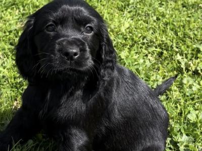 Fabulous Cocker Spaniel puppies 🥰 in Tipperary