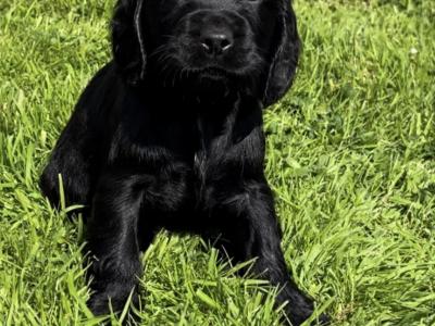 Fabulous Cocker Spaniel puppies 🥰 in Tipperary