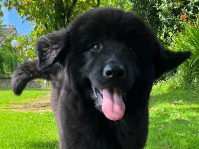 IKC Registered female Pedigree Newfoundland puppy in Cork