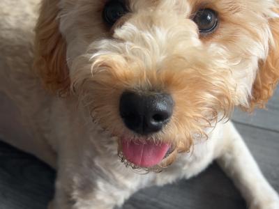 Lovely female Poochon puppy 🐶 ❤️ in Dublin