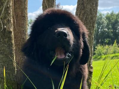 IKC Registered female Pedigree Newfoundland puppy in Cork