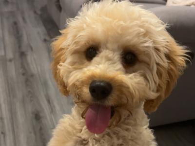 Lovely female Poochon puppy 🐶 ❤️ in Dublin
