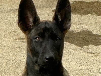 Belgian Malinois puppies in Laois