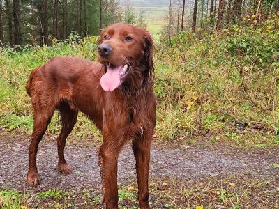 IKC Registered Irish Setter
