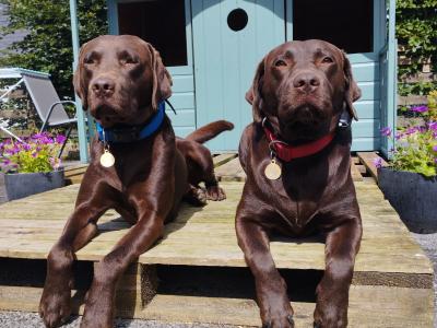 Chocolate Labrador puppies in Roscommon