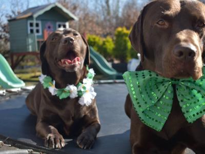 Chocolate Labrador puppies in Roscommon