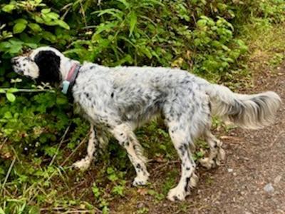 English Setter