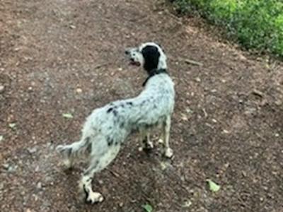 English Setter
