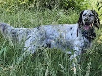 English Setter