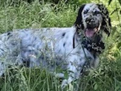 English Setter