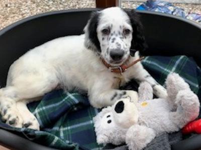 English Setter