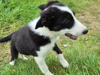 Male Border Collie puppy in Dublin