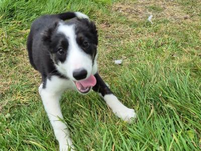 Male Border Collie puppy in Dublin
