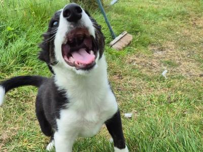 Male Border Collie puppy in Dublin