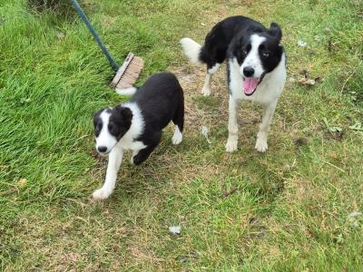 Male Border Collie puppy in Dublin