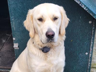 11 month old female Golden Retriever puppy in Claremorris
