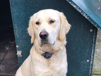 11 month old female Golden Retriever puppy in Claremorris