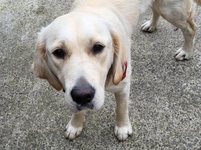 11 month old female Golden Retriever puppy in Claremorris