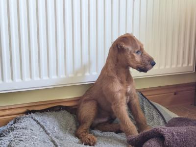IKC Registered Purebred male Irish Terrier puppy in Longford