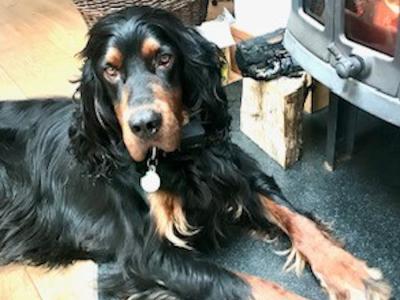 IKC Registered Gordon Setter