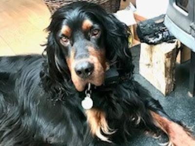 IKC Registered Gordon Setter