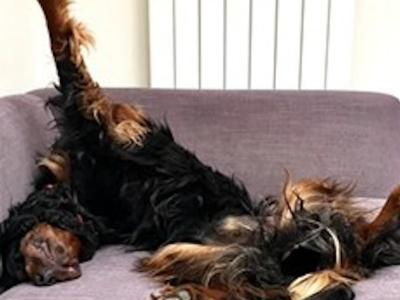IKC Registered Gordon Setter