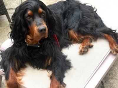 IKC Registered Gordon Setter